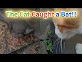 The Cat Caught A Bat