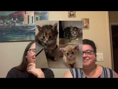 Meet Our New Babies! 💛🐱🐱💜