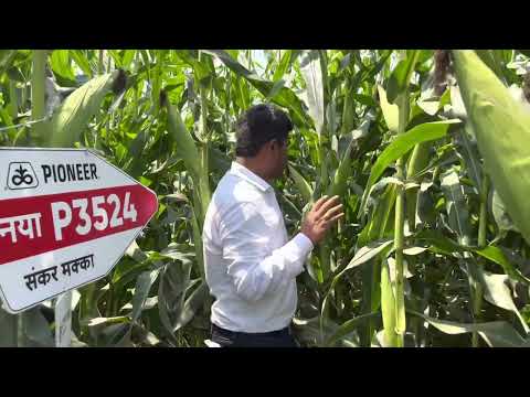 Corteva Agriscience #PIONEER BRAND HYBRID P3524#highyield..30/03/23