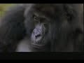 National Geographic Special Virunga The Heart Of Africa 1996