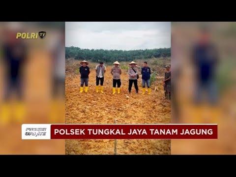 PRESISI UPDATE : POLSEK TUNGKAL JAYA TANAM JAGUNG DUKUNG PROGRAM KETAHANAN PANGAN 16/02/2025 13.30