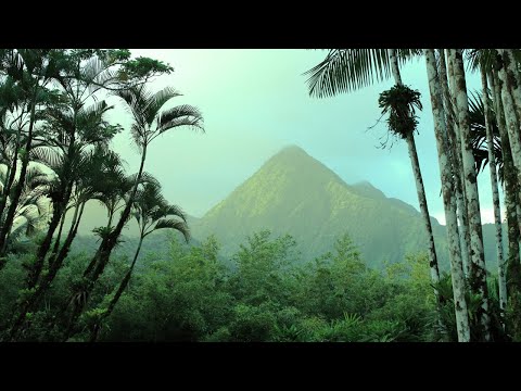 Iyakuh & Helen Knight - Mamacoca ~ NUMA ( Folktronica, Downtempo, Organica )