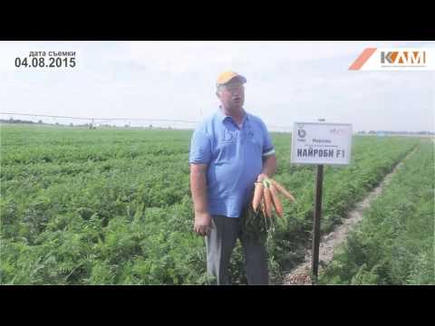 Видео о моркови Найроби