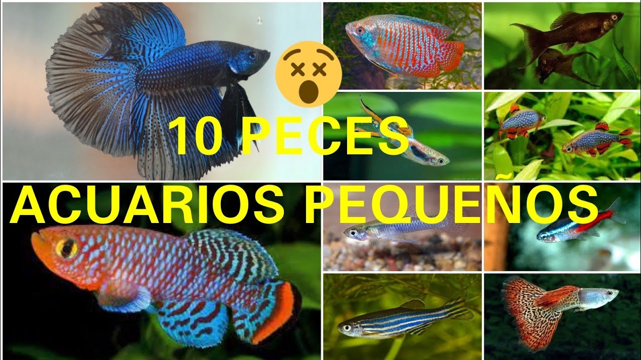 Watch LOS 10 PECES RECOMENDADOS PARA UN ACUARIO DE 20 LITROS O MENOS Now LOS 10 PECES RECOMENDADOS PARA UN ACUARIO DE 20 LITROS O MENOS