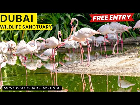 Ras Al Khor Wildlife Sanctuary | Free Entry | Best Weekend Place | Must Visit Flamingo Park in Dubai