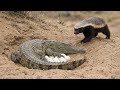 Honey Badger Vs Crocodile Crossing A Line No Animal Dares Inside The Wild