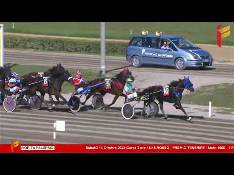 II corsa del 14 ottobre 2023 - 2 Anni Maiden - Metri 1600