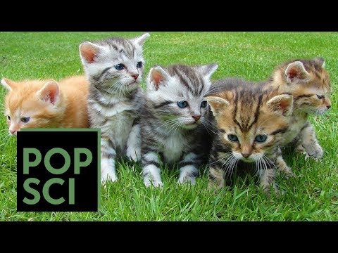 Why Kittens From the Same Litter Can Look Completely Different