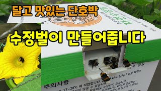 미니단호박 하우스밭에 수정벌을 넣어주었습니다 자연수정벌