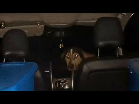 A Stray Dog Took Shelter in a Car and Found His Real Family