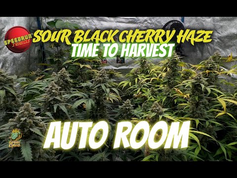 Auto Room Harvest Time for the Sour Black Cherry Haze Autoflowers Speedrun Autopots