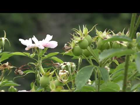 園芸 レッドローズヒップ、ラストローズ