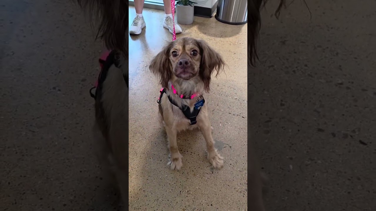 Ginger, an adopted mixed breed in Sherman Oaks, CA video 2/2