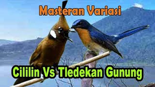 Download lagu Masteran Variasi Cililin Vs Tledekan Gunung mp3 Download lagu Masteran Variasi Cililin Vs Tledekan Gunung mp3