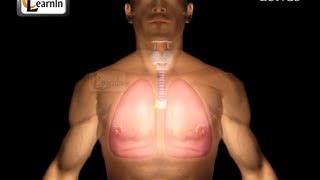 Human Lungs | Parts of Respiratory system | Human anatomy | 3D animation videos