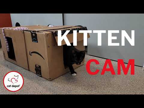 Kitten Cam - National Craft For Your Local Shelters Day (Part 2!)