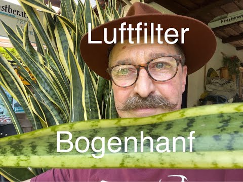 Bogenhanf als Luftreiniger