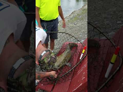 Flathead catfish at Zetts