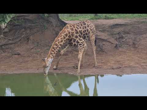 Giraffe and its Red-billed Oxpecker drink