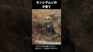 モンシデムシの子育てに密着！