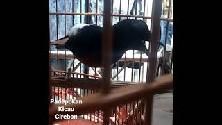 Download lagu murai isian gereja pelatuk bawang cungkok panjang panjang mp3 Download lagu murai isian gereja pelatuk bawang cungkok panjang panjang mp3