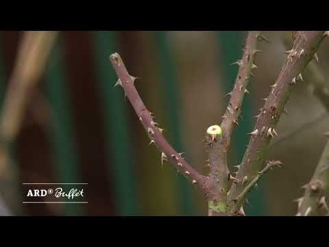 Rosen schneiden und düngen  aus:  ARD Buffet