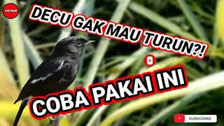 Download lagu SUARA PIKAT DECU DECU LIAR TERBARU 2021 || JOSS KICAU mp3