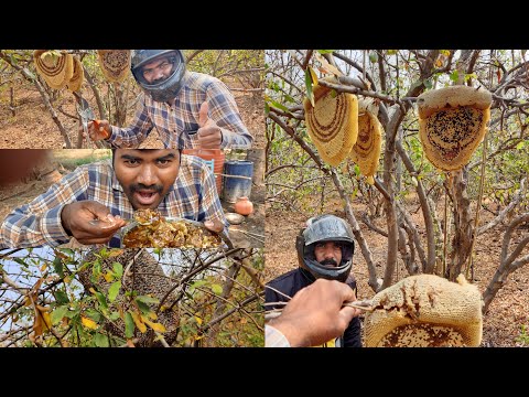 Honey Compilation | Wild honey Harvesting satisfying video