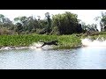Jaguar Hunting Crocodiles