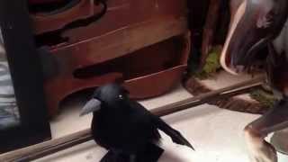 "The Fairy Fiddler" Fan Video