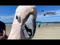 We Re At The Beach Hello Barney