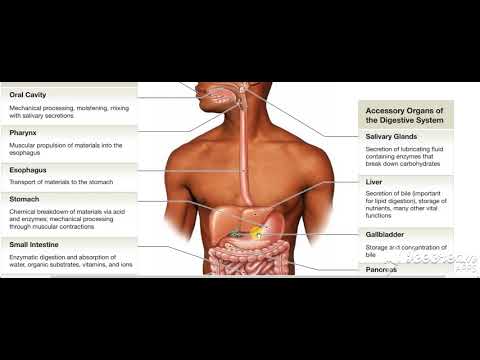 Digestive System Intro 2