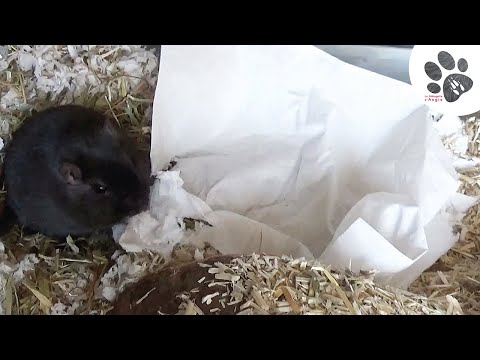 Gerbille qui détruit un mouchoir pour faire son nid ! funny gerbils !