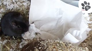 Gerbille qui détruit un mouchoir pour faire son nid ! funny gerbils !