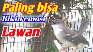 Download lagu Suara ciblek jantan memanggil betina mp3