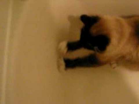 charlene butterbean ( scrubs the tub)