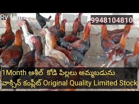 1  Month Aseel Chiks sale (vaccine completed) 9948104810 Raju reddy Good quality chiks