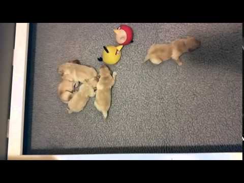 download lagu mp3 mp4 Mardovar Golden Retrievers, download lagu Mardovar Golden Retrievers gratis, unduh video klip Mardovar Golden Retrievers