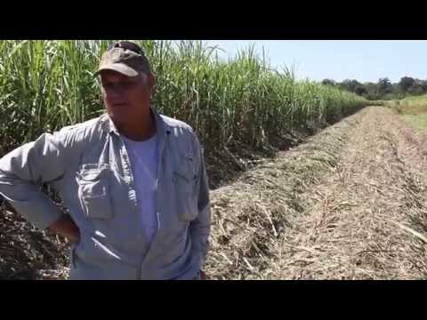 Windell Jackson on Sugarcane and Freeze - American Sugar Cane League