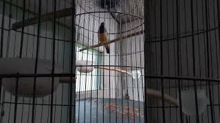 Download lagu suara cucak cungkok original hutan mp3