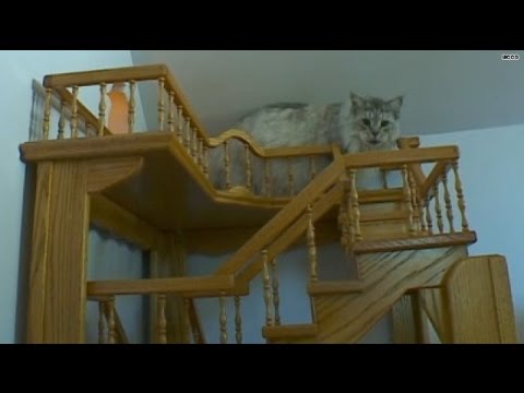 Purrfect! Man's cat heaven 15 years in the making