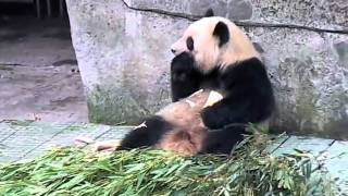 preview picture of video 'Travel - Apr 2008 - Panda Zoo in Chongqing, China - Carl W Farley'