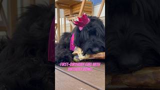 Giant bone for Giant Schnauzer! 😋🦴 Mavis’s 1st birthday on the 4th! 🇺🇸🎉 #dogshorts #4thofjuly