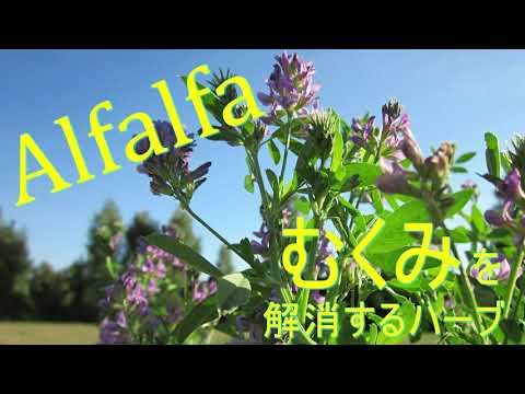 栽培アルファルファ