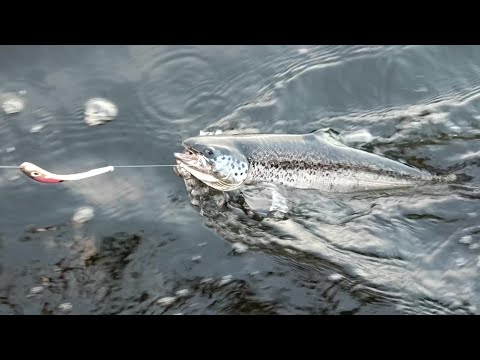 Valtavasti järvilohia!