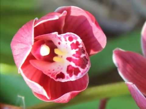 園芸 公園と庭園