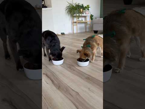 Dog meal prep! #dogmom #chihuahua