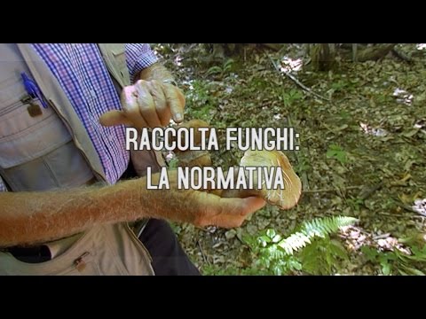 La raccolta dei funghi: la normativa