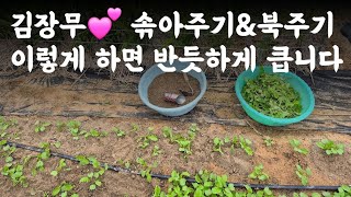 텃밭 김장무 솎아주기 및 북주기 작업