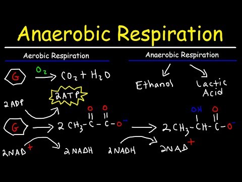 Aerobic vs Anaerobic Respiration - Lactic Acid and Ethanol Fermentation